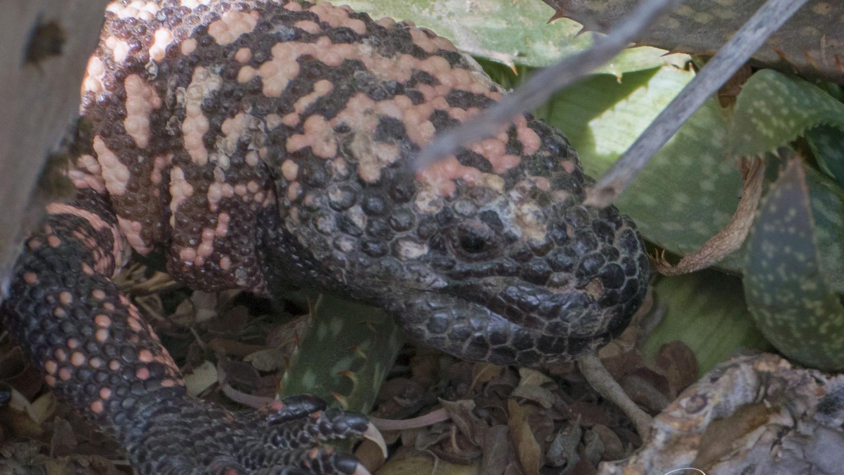 Things every desert dweller should know about Gila monsters